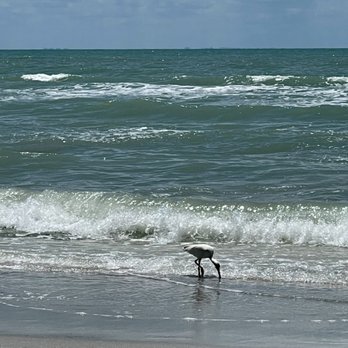 Sundial Beach Resort - Awesome views of the wildlife on the beach - Hotels Near Me - Sanibel, Florida Sundial Beach Resort - Awesome views of the wildlife on the beach - Hotels Near Me - Sanibel, Florida
