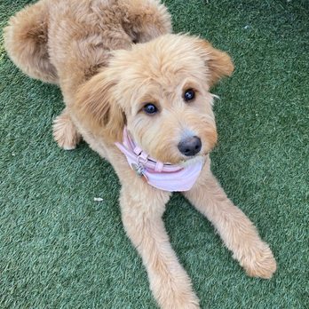 All 4's Grooming - Lyla's first full grooming experience - Pet Groomers Near Me - San Jose, California