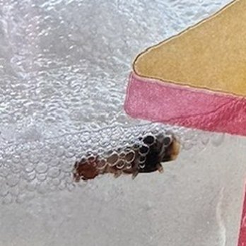 Carl's Jr - Bug in drink - Fast Food Near Me - Fontana, California Carl's Jr - Bug in drink - Fast Food Near Me - Fontana, California