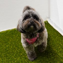 Pawsome Park And Lodge - Dogs