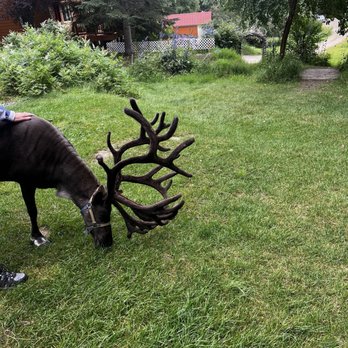 Running Reindeer Ranch - Walking Tours Near Me - Fairbanks, Alaska