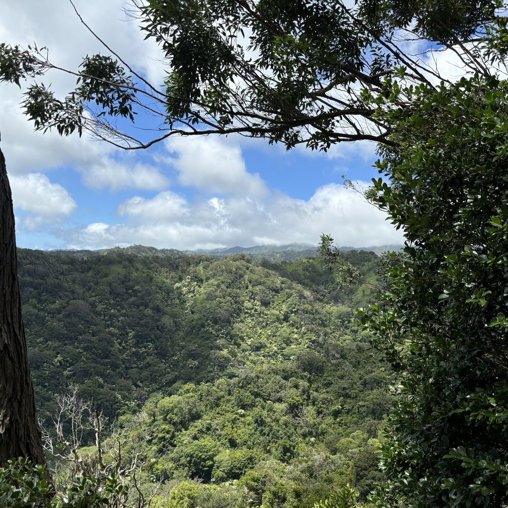 Aiea Loop Trail - Hiking Near Me - Aiea, Hawaii