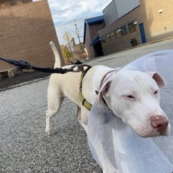 Humane Animal Rescue - I'm on drugs, look at my little eyes
