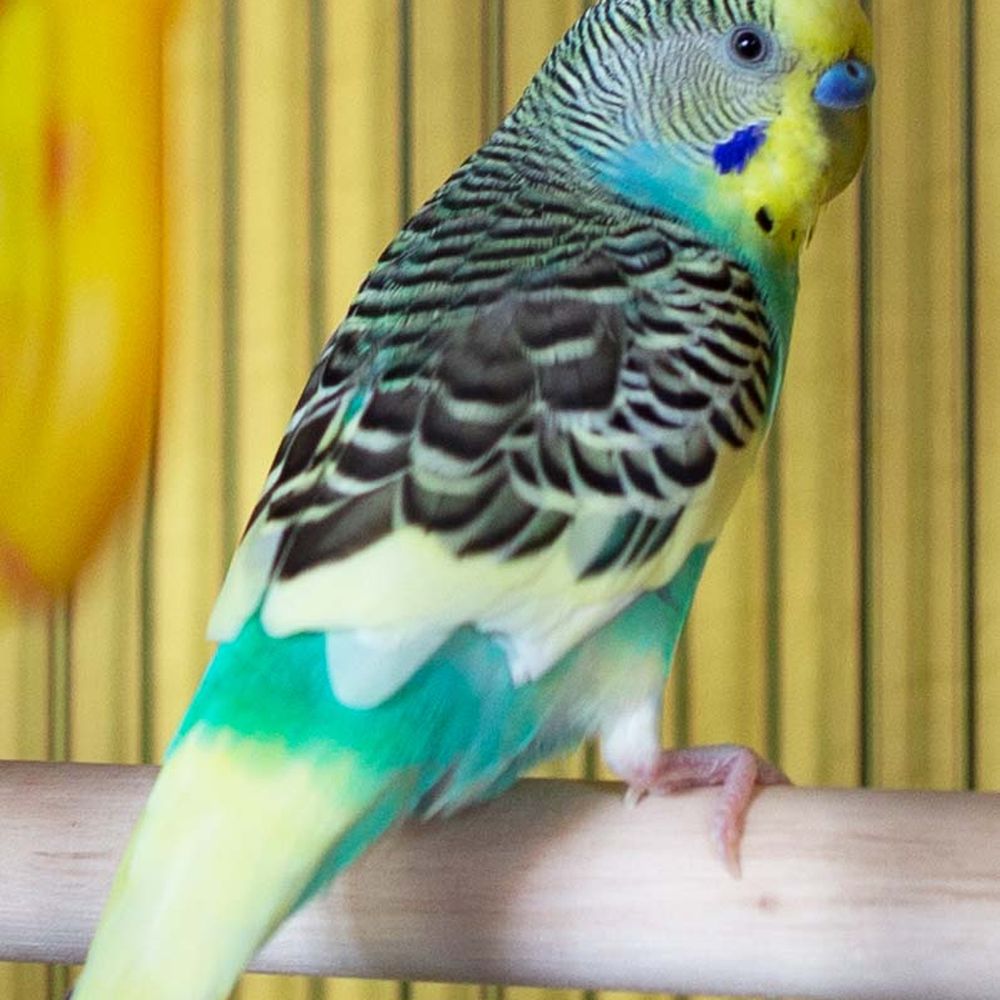Our Feathered Friends - Bird Shops Near Me - San Diego, California