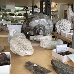 Beautiful fossils