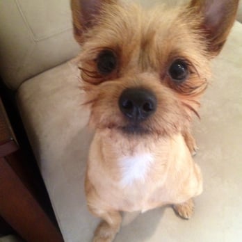 Dirty Paws Grooming Spa - Ernie-Yorkie Chi - Pet Groomers Near Me - Temecula, California Dirty Paws Grooming Spa - Ernie-Yorkie Chi - Pet Groomers Near Me - Temecula, California