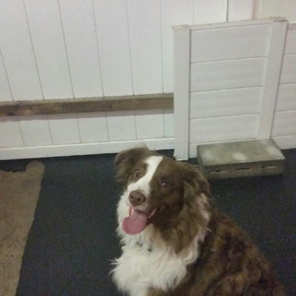 Maddie is all smiles after 10 days at Fur Night and Day! Maddie is all smiles after 10 days at Fur Night and Day!