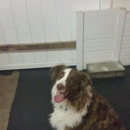 Maddie is all smiles after 10 days at Fur Night and Day! Maddie is all smiles after 10 days at Fur Night and Day!