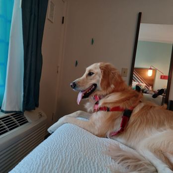 Beachside Hotel & Suites - Our pup loved the view from our room. She got to watch allow the folks at the pool. - Hotels Near Me - Cocoa Beach, Florida