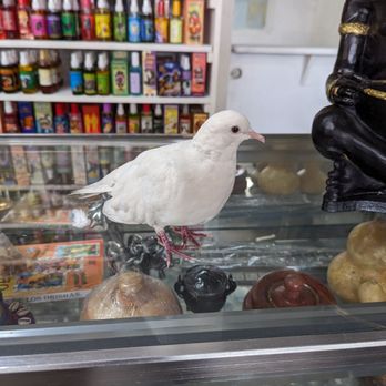 CHANGO BOTANICA - Updated February 2026 - 17 Photos & 16 Reviews - 1405