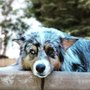 Granite Bay Paw Spa