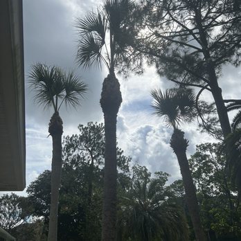 Souza and sons tree service - Tree Services Near Me - Jacksonville, Florida Souza and sons tree service - Tree Services Near Me - Jacksonville, Florida