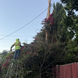 Off Czn Tree Experts