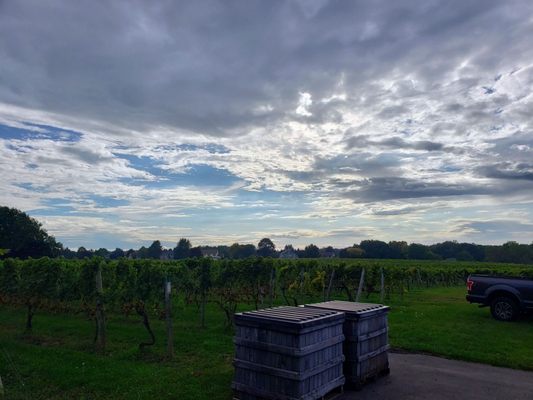 Casa Larga Vineyards by null