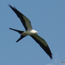 Everglades Day Safari - Swallow-tailed Kite