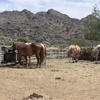 Ponderosa Stables - Horseback Riding Near Me - Phoenix, Arizona Ponderosa Stables - Horseback Riding Near Me - Phoenix, Arizona
