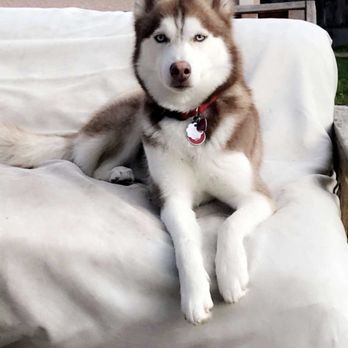 Animal Memorial Service - Khloe - Pet Cremation Services Near Me - Gilroy, California Animal Memorial Service - Khloe - Pet Cremation Services Near Me - Gilroy, California