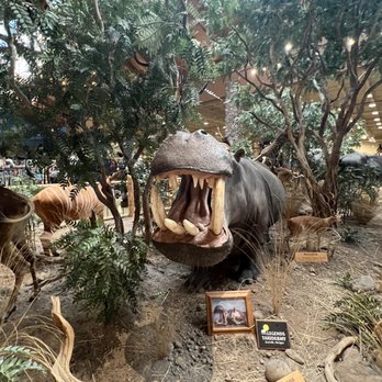 Cabela's - Guns & Ammo Near Me - Verdi, Nevada