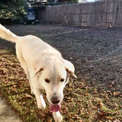 Happy Dog Kennels in Sioux Falls gift card