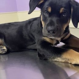 Puppy's first trip to the vets. Puppy's first trip to the vets.