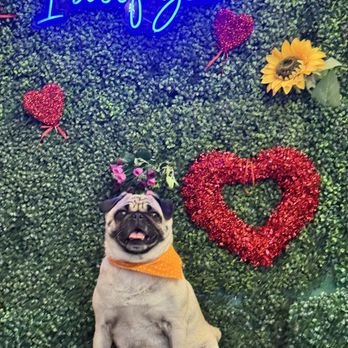 Zeus Barber Pets Spa - Pet Groomers Near Me - San Fernando, California
