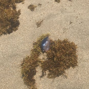 Gulfstream Park - IG: @thefoodieandthebeauty Jellyfish washed on the beach - Parks Near Me - Boynton Beach, Florida Gulfstream Park - IG: @thefoodieandthebeauty Jellyfish washed on the beach - Parks Near Me - Boynton Beach, Florida