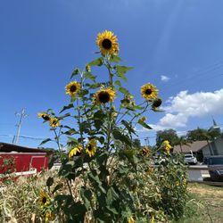 Sweetwater Organic Community Farm - Community Garden Sunflowers