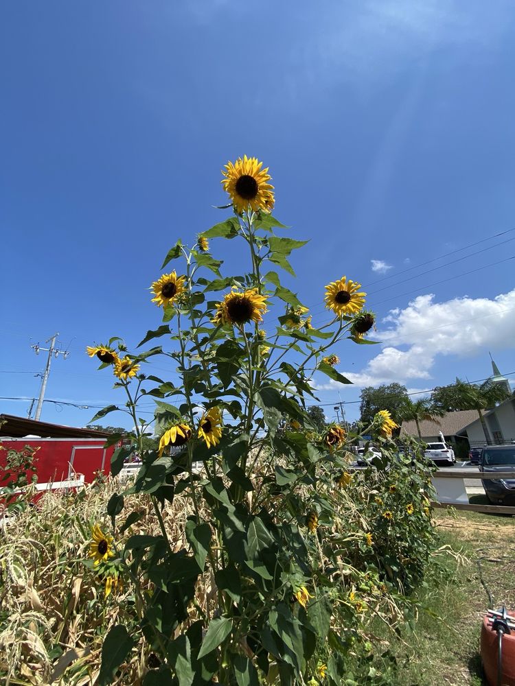 Sweetwater Organic Community Farm Logo