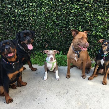 Cowboy Canines - Dog Walkers Near Me Cowboy Canines - Dog Walkers Near Me