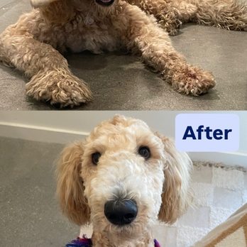 Wags 2 Whiskers - Grooming - Pet Sitting Near Me - Culver City, California