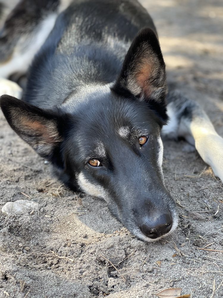 Fetch! Pet Care Columbia - pet boarding facility in Columbia, SC