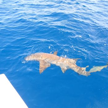 Key Largo Fishing Adventures - Nurse Shark - Fishing Near Me - Key Largo, Florida Key Largo Fishing Adventures - Nurse Shark - Fishing Near Me - Key Largo, Florida