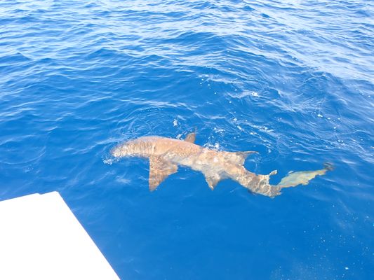 Sailors Choice Party Fishing Boat & Anglers Choice Sport Fishing private Charters by null