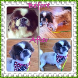 Judith before and after her groom at The Flying Fur! Judith before and after her groom at The Flying Fur!