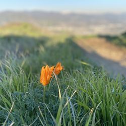 O'Melveny Park - Poppy spotting March 2023