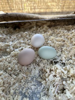 Moonwater Farm by null