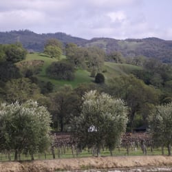 Seebass Family Wines