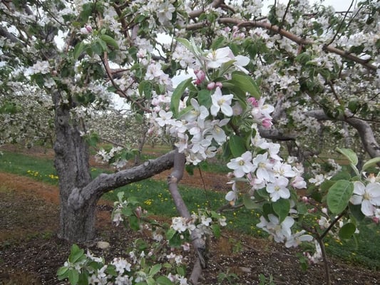 Apple Barrel Orchards by null