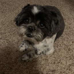 Gizmo's fresh cut Gizmo's fresh cut