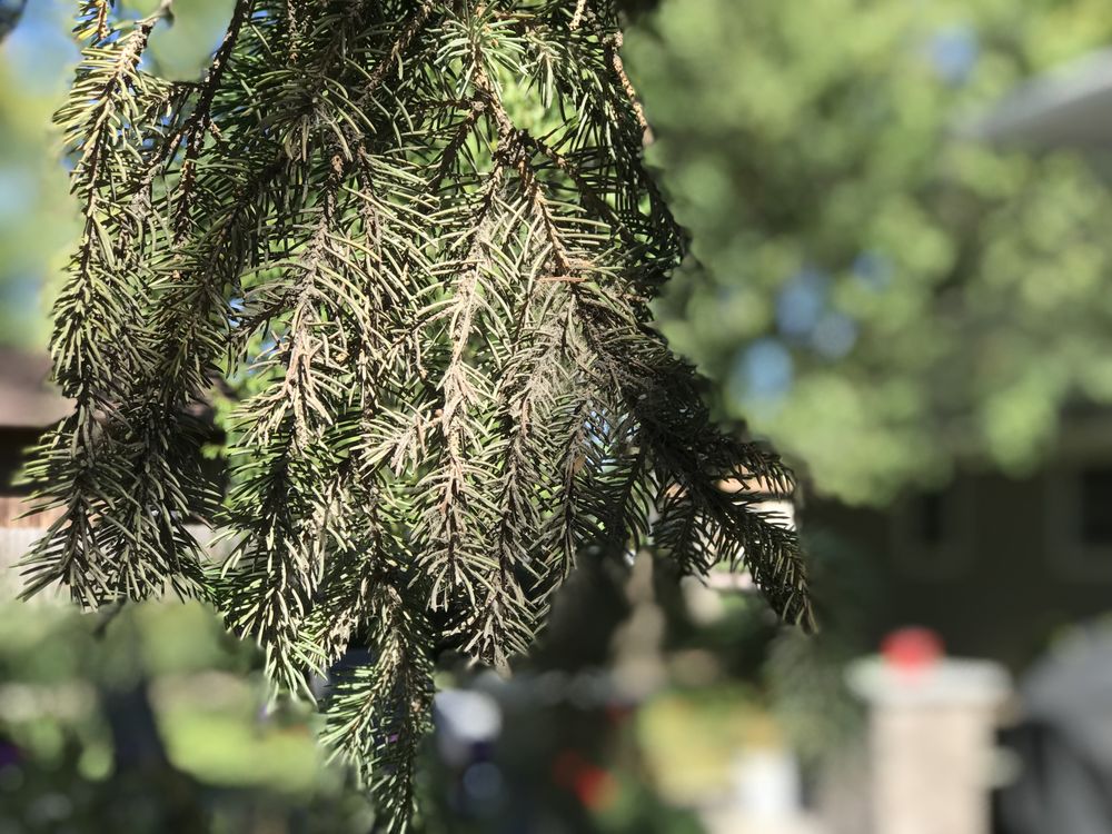 Aspen Arboriculture Solutions - tree service in Sioux Falls, SD