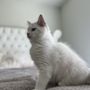 Photo of KittenCuties Ragdoll Cattery