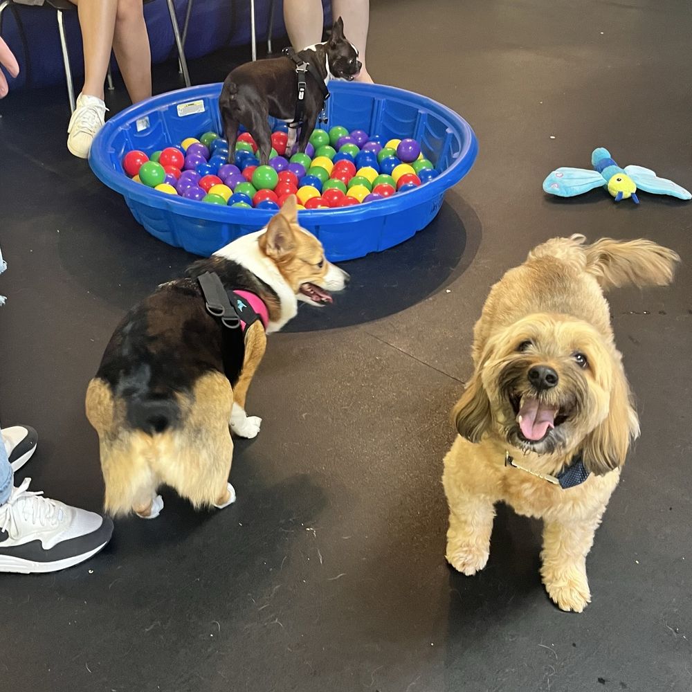 West Seattle Wonder Dogs - Pet Training Near Me - Seattle, Washington West Seattle Wonder Dogs - Pet Training Near Me - Seattle, Washington