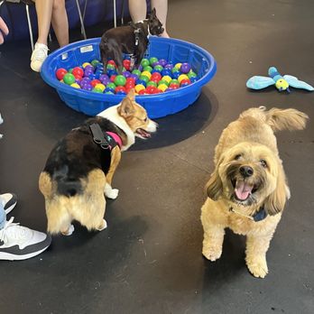 West Seattle Wonder Dogs - Pet Training Near Me - Seattle, Washington West Seattle Wonder Dogs - Pet Training Near Me - Seattle, Washington
