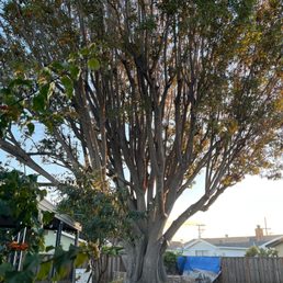 English Ash that's been trimmed and pruned! English Ash that's been trimmed and pruned!