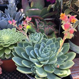 Pretty succulent