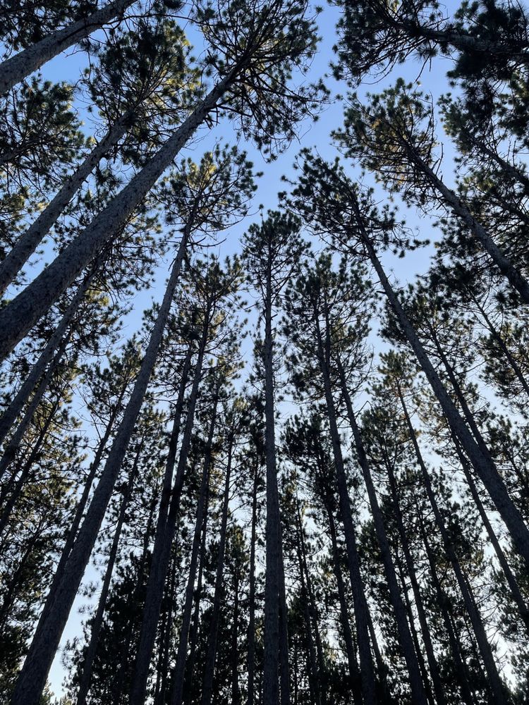 CATHEDRAL PINES CAMP GROUND Updated September 2024 10 Reviews 945