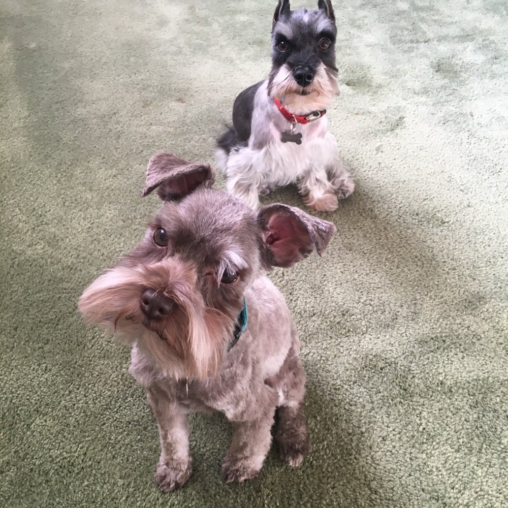 Calling All Paws - Pet Groomers Near Me - Las Vegas, Nevada Calling All Paws - Pet Groomers Near Me - Las Vegas, Nevada