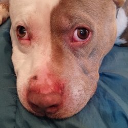 Wagging Tails Kennel - Supposed scratch on the nose and discoloration on his face