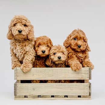 Ohana Doodles - Oodles of Goldendoodles! - Pet Breeders Near Me Ohana Doodles - Oodles of Goldendoodles! - Pet Breeders Near Me