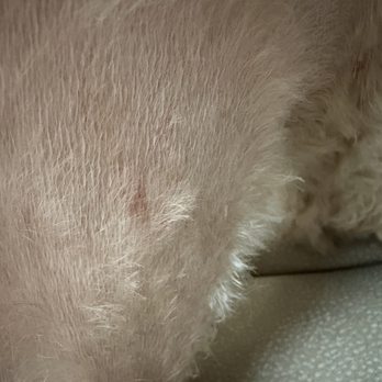 EMERALD CITY DOG SPA - Inner thigh cut. - Pet Services Near Me - Rocky Point, New York EMERALD CITY DOG SPA - Inner thigh cut. - Pet Services Near Me - Rocky Point, New York
